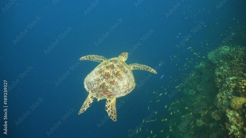 Obraz premium Sea turtle swimming underwater in the sea. Turtle moves its flippers in the ocean under water in the rays of the sun. Wonderful and beautiful underwater world. Diving and snorkeling the tropical sea