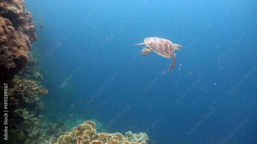 Obraz premium Sea turtle swimming underwater in the sea. Turtle moves its flippers in the ocean under water in the rays of the sun. Wonderful and beautiful underwater world. Diving and snorkeling the tropical sea