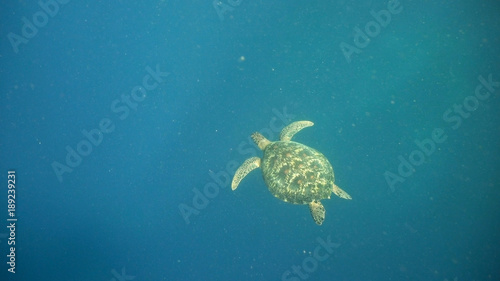 Sea turtle swimming underwater in the sea. Turtle moves its flippers in the ocean under water in the rays of the sun. Wonderful and beautiful underwater world. Diving and snorkeling the tropical sea