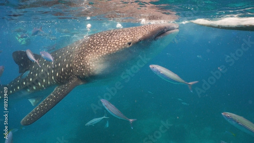 Whale Shark swimming in the clear blue water. Rhincodon typus. Whale shark underwater. Philippines, Oslob.. Wonderful and beautiful underwater world. © Alex Traveler