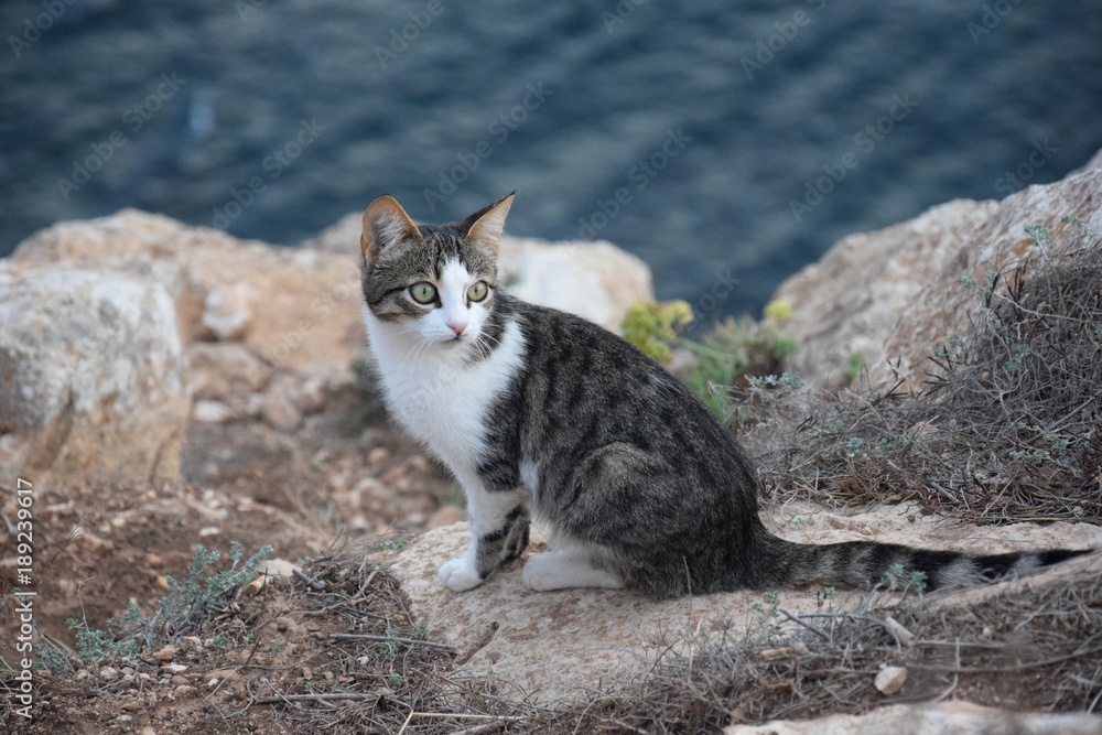 Leuchtturmmieze – junge Katze am Cap de Barbaria auf Formentera