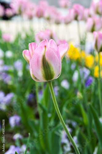 Beautiful flower against the background of other plants