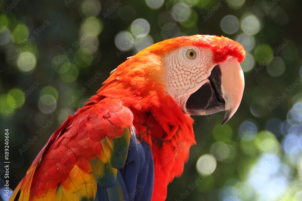 kolorowa papuga ara z bliska w słoneczny dzień na zielonym rozmytym Stock Photo | Adobe Stock