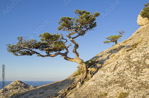 Relict juniper against a cloudless sky.