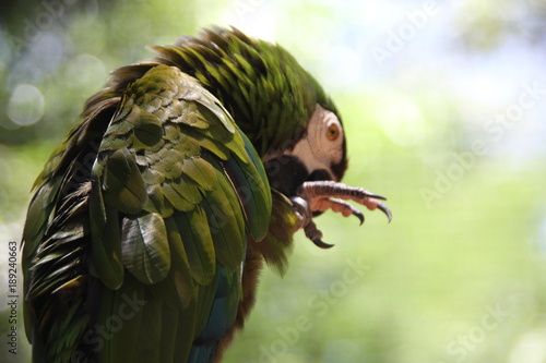 zielona papuga z bliska na zielonym rozmytym tle