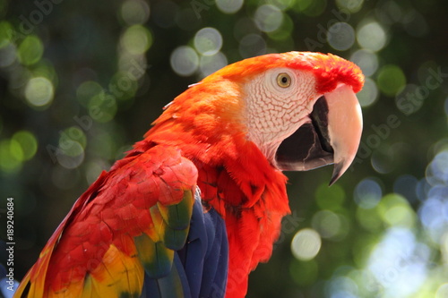 kolorowa papuga ara z bliska w słoneczny dzień na zielonym rozmytym tle