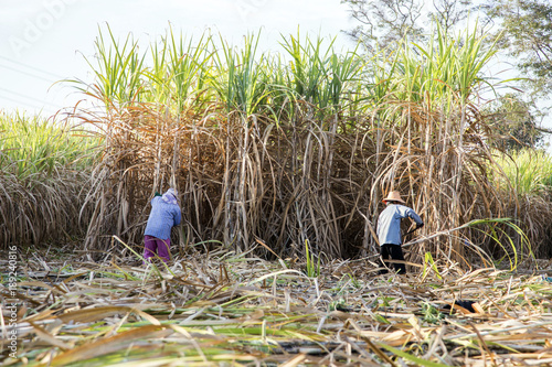 farmer cut sugarcane in harvest season photo