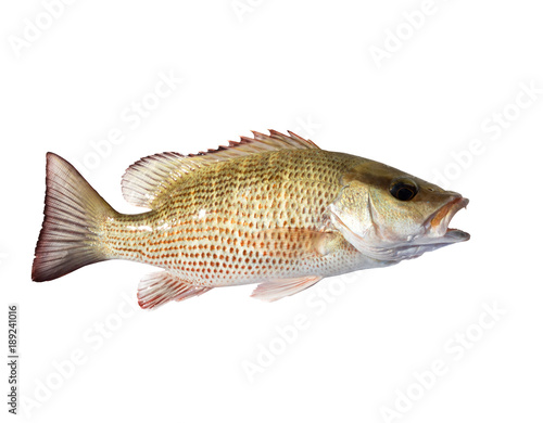 The mangrove snapper or gray snapper (Lutjanus griseus) with open mouth. Isolated on white background photo