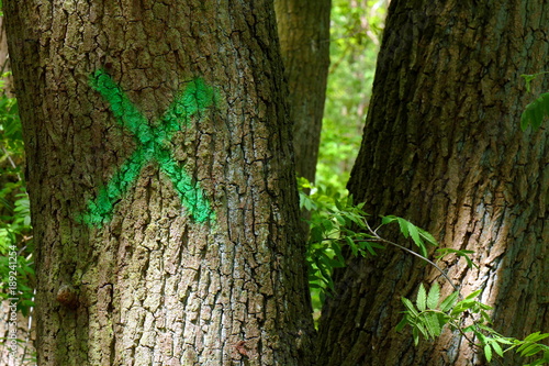Markierter Baum im Wald