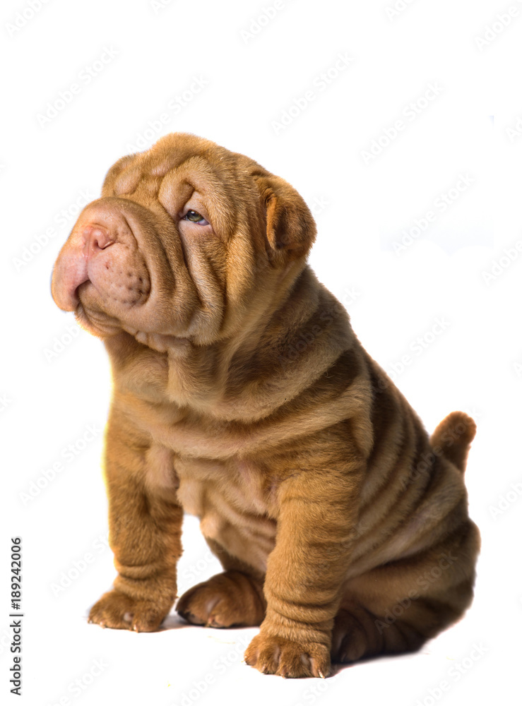 Shar Pei puppy on white background