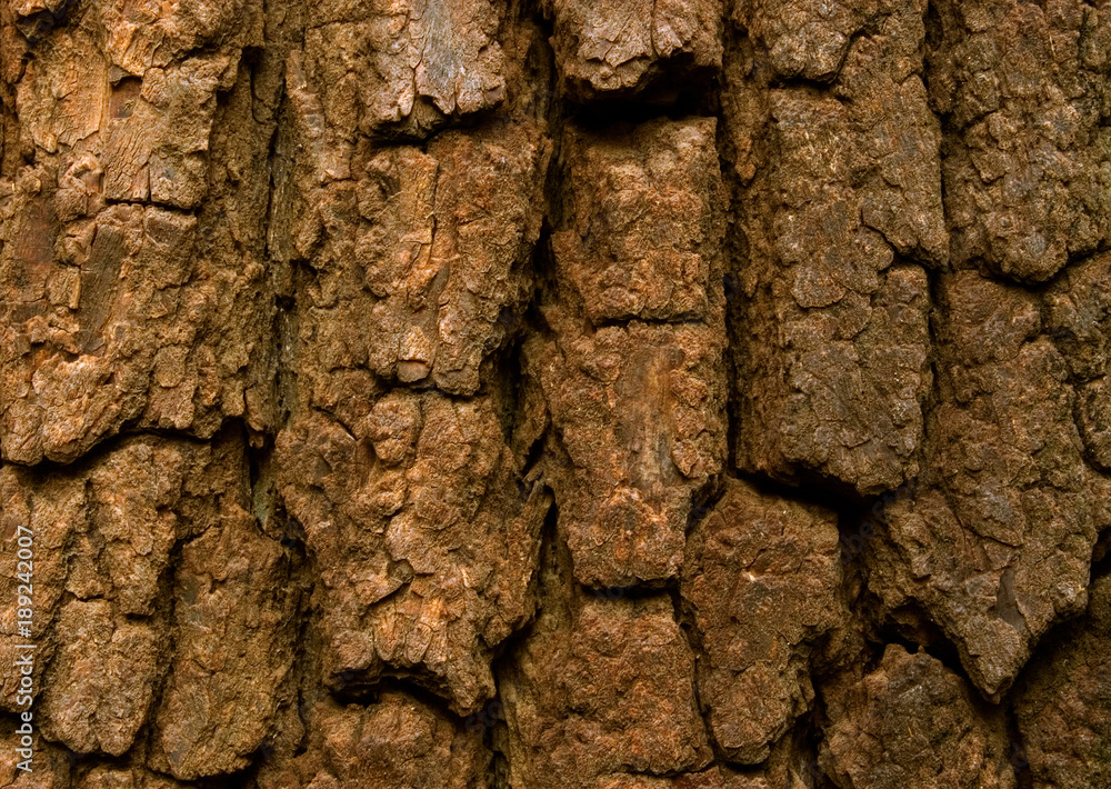 Tree Bark Closeup Tree Bark Closeup