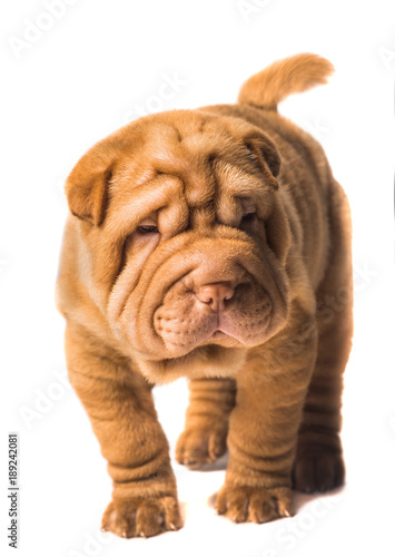 Shar Pei puppy on white background