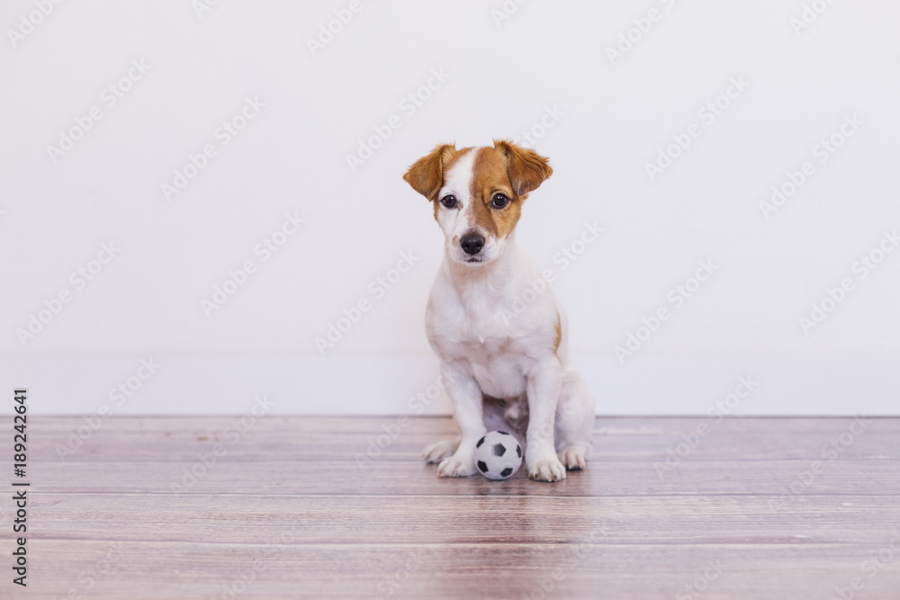 Portrait of a cute young small dog sitting on the wood floor with a football toy ball and looking at the camera, Home, indoors or studio. White background Portrait of a cute young small dog sitting on the wood floor with a football toy ball and looking at the camera, Home, indoors or studio. White background
