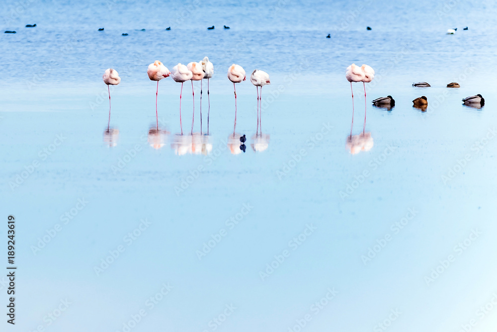 Beautiful flamingo group in the water in Delta del Ebro, Catalunya, Spain. Copy space for text.