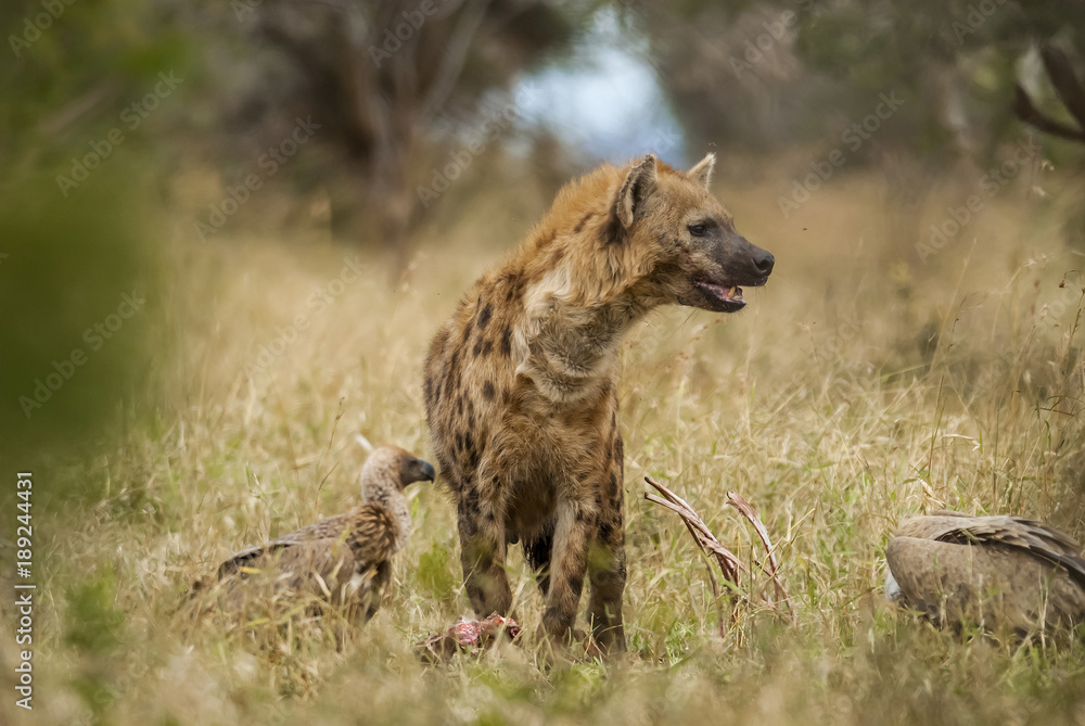 Hyena eating, Africa