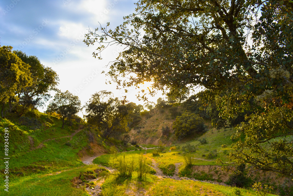 Fototapeta premium Rural and peaceful field against sunset with olives trees