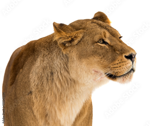 Lion, Panthera leo, lionesse portrait on white background photo