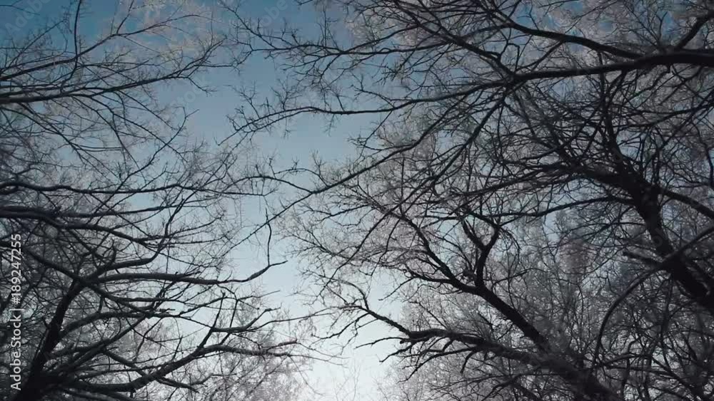 Branches of trees against the background of the winter sky. Branches of trees covered with snow. Winter forest Branches of trees against the background of the winter sky. Branches of trees covered with snow. Winter forest