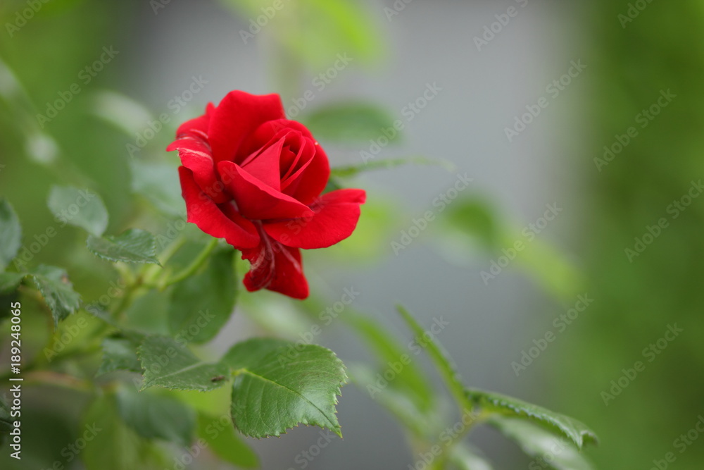 Red roses, flowers for Valentine's Day, a gift, a bouquet of red roses on March 8, a female dream, spring flowers in the botanical garden