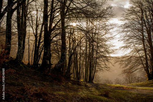 Horizontal View of the Landscape With the Sun Trough the Trees in Backlight in The Italian National Park of the Pollino Before the Sunset With Fog. Basilicata, South of Italy © daniele russo