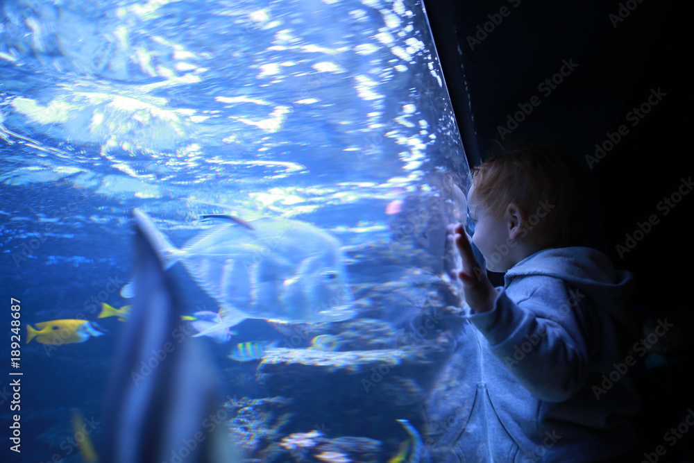 Boy looking at fish in aquarium - obrazy, fototapety, plakaty 