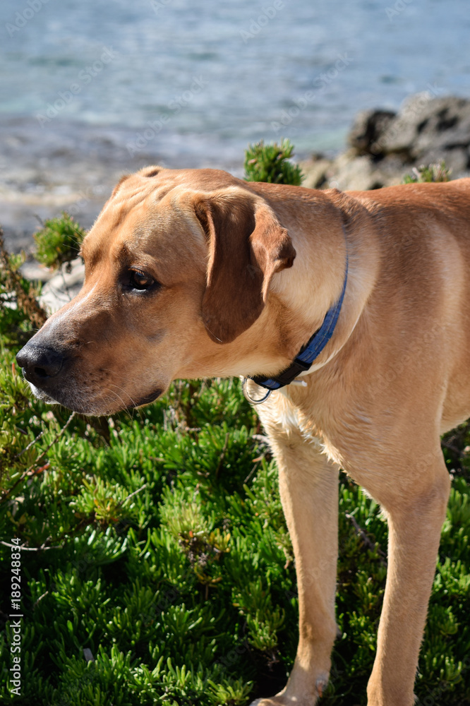 Labrador in alert on the beach Labrador in alert on the beach