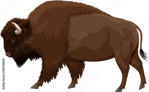 Fotografie, Obraz vector brown zubr buffalo bison