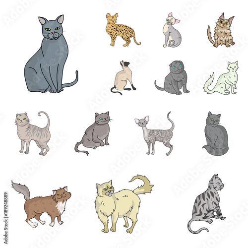 Breeds of cats cartoon icons in set collection for design. Pet cat vector symbol stock web illustration.