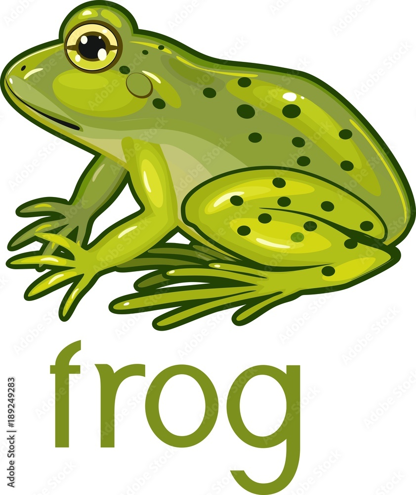 Fototapeta premium Green frog with title