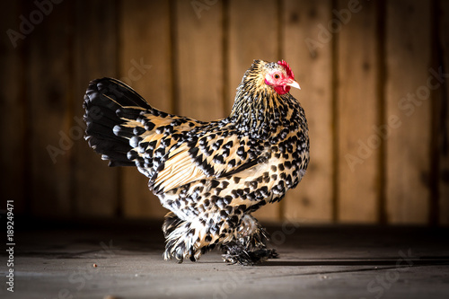 Federfüßiges Zwerghuhn