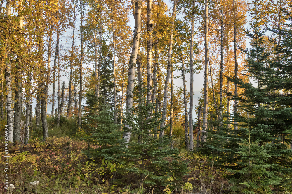 Fototapeta premium Autumn In Lake Superior National Forest