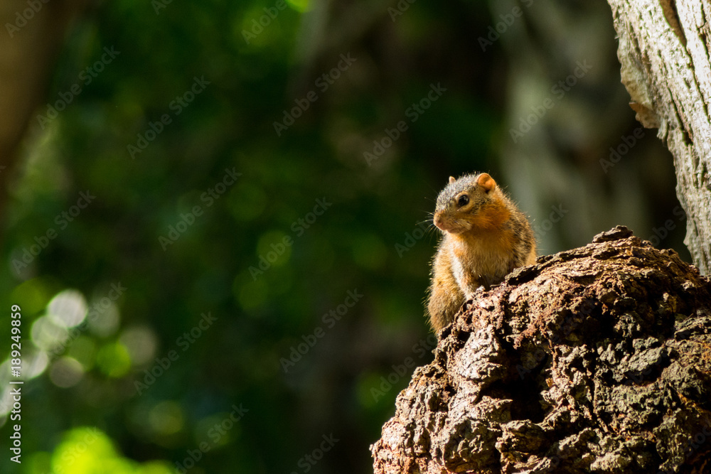 chipmunks