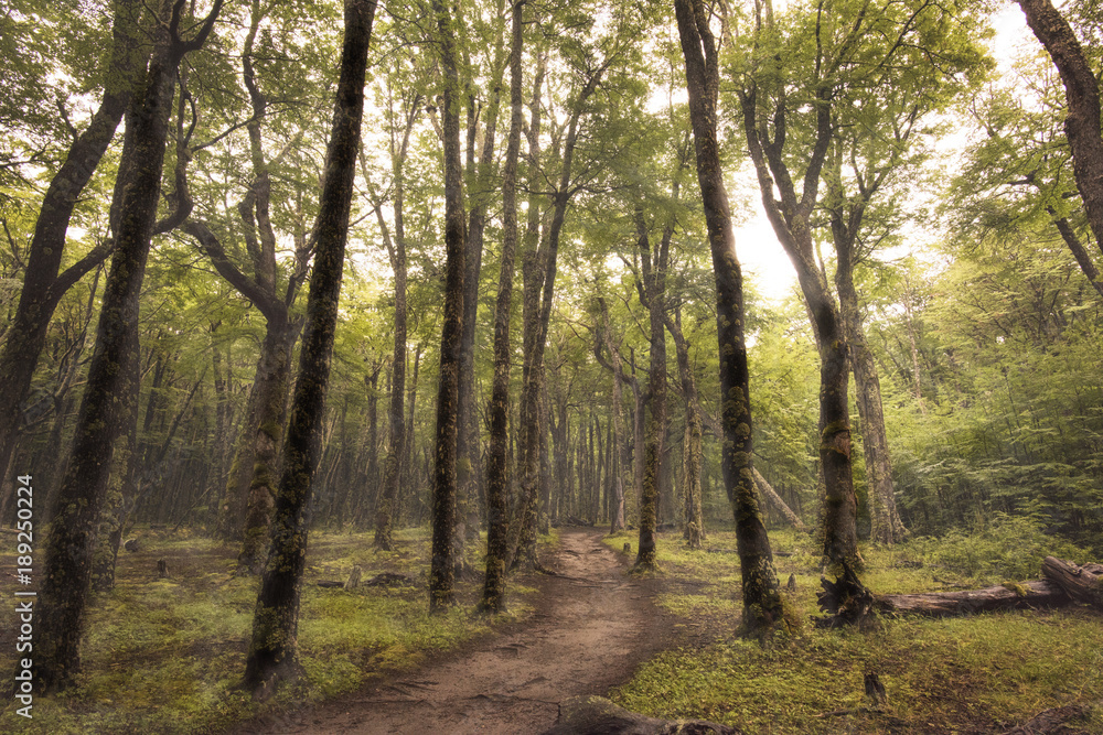 Obraz premium Waiting Ghosts