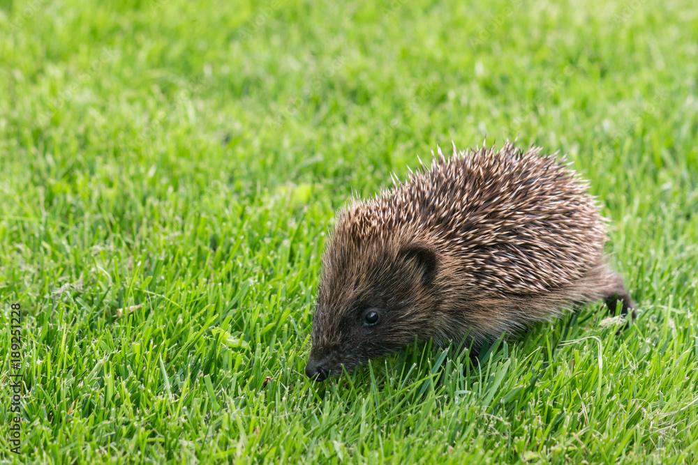 closeup of baby hedgehog on fresh lawn with copy space closeup of baby hedgehog on fresh lawn with copy space