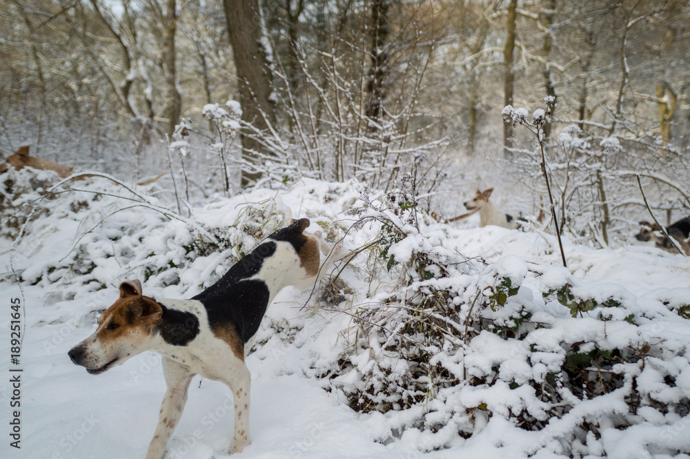 Foxhounds in Snow