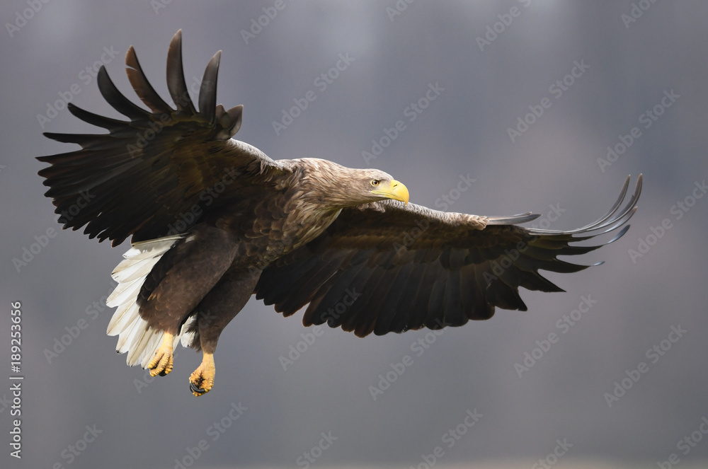 Naklejka premium Orzeł bielik (Haliaeetus albicilla)