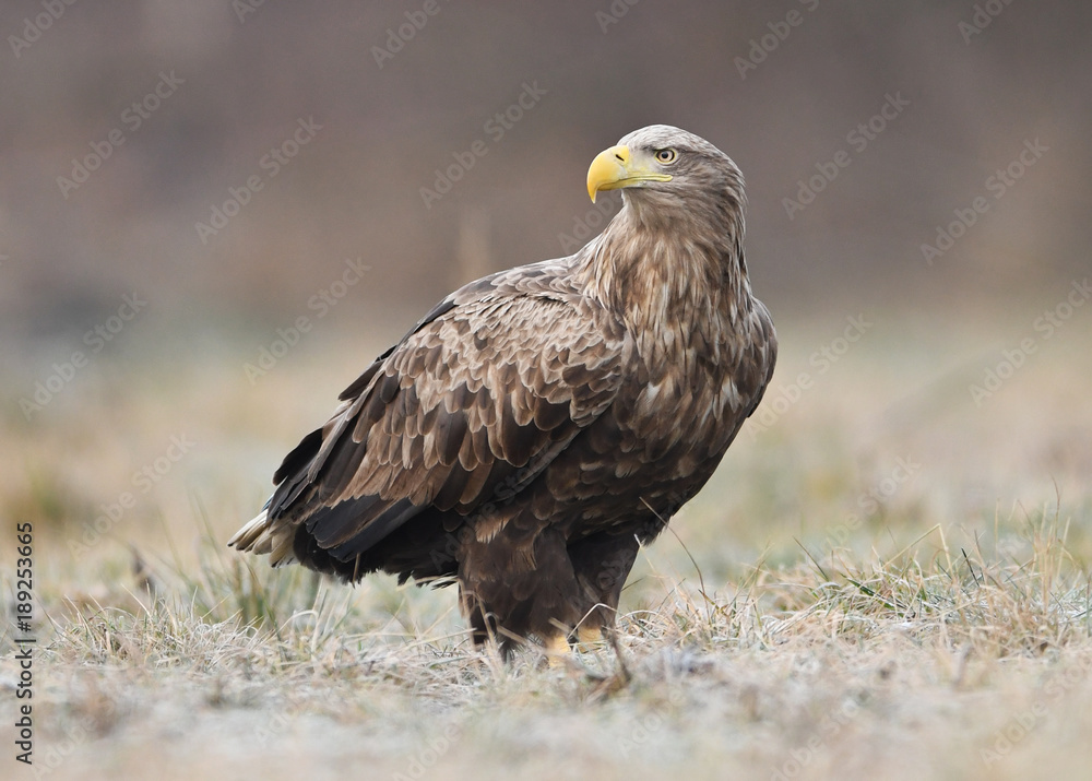 White tailed eagle (Haliaeetus albicilla) White tailed eagle (Haliaeetus albicilla)