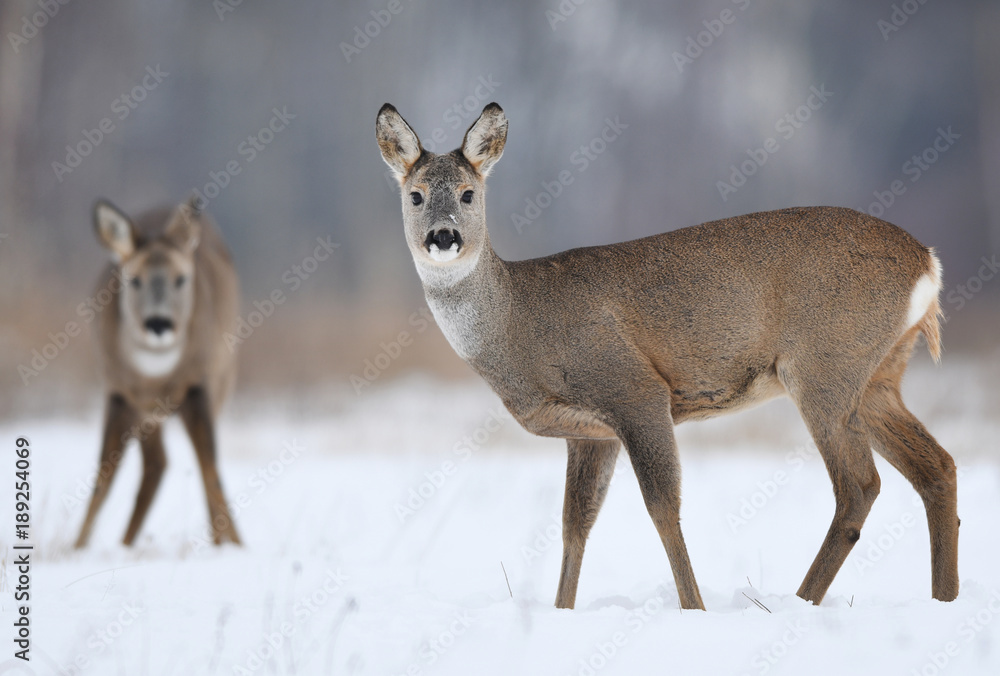 Obraz premium Roe deer (Capreolus capreolus)