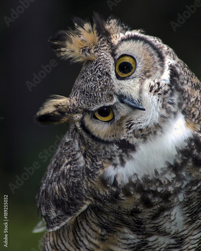 Owl looking askance