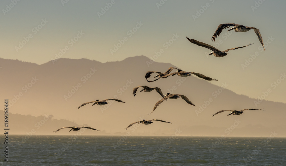 Fototapeta Kierdel pelikany lata przy półmrokiem w San Fransisco zatoce