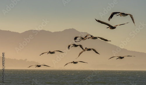 Flock of  pelicans flying at Dusk in the San Francisco Bay