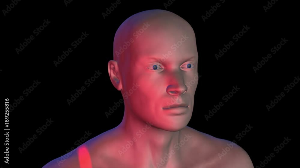 Face recognition , biometric verification and scanning. 3d animation.Sold surface 3d face. Front view. No camera movement Face recognition , biometric verification and scanning. 3d animation.Sold surface 3d face. Front view. No camera movement
