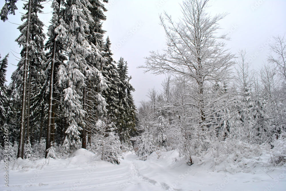 Las pod śniegiem