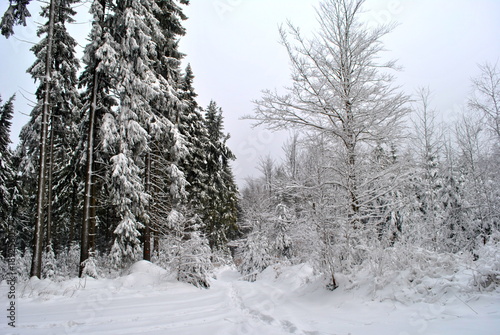 Las pod śniegiem
