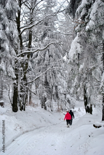 Spacer w zimowym lesie