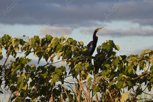 Aninga al atardecer photo