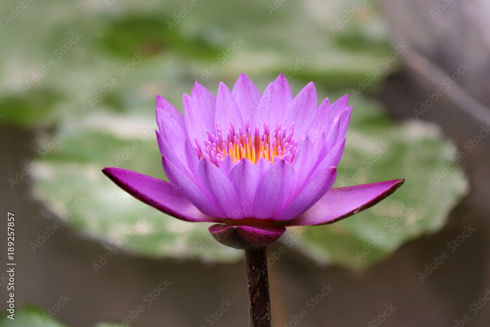 closeup of blooming water lily closeup of blooming water lily