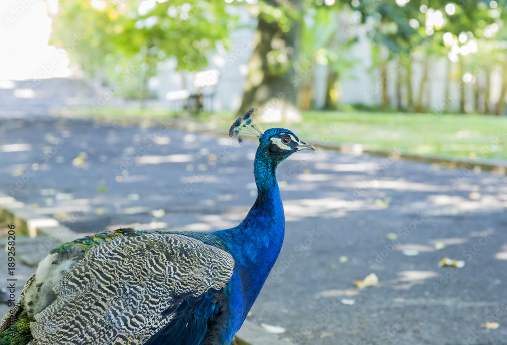 Naklejka premium Male peacock in a tropical garden in Lisbon