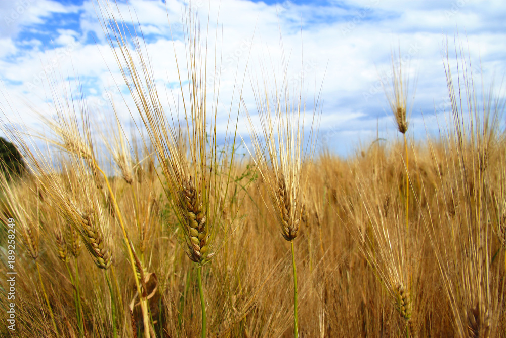 Golden Ears On The Summer Field Before Harvest Golden Ears On The Summer Field Before Harvest