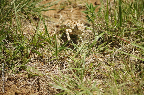 Horned Lizard "Horny Toad" © Roseann Arabia